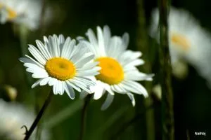 "Just the two of us " Grover Washington